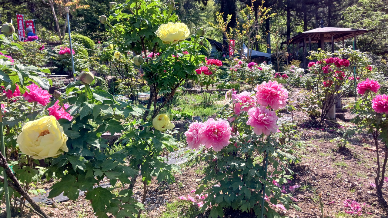 ぼたん園