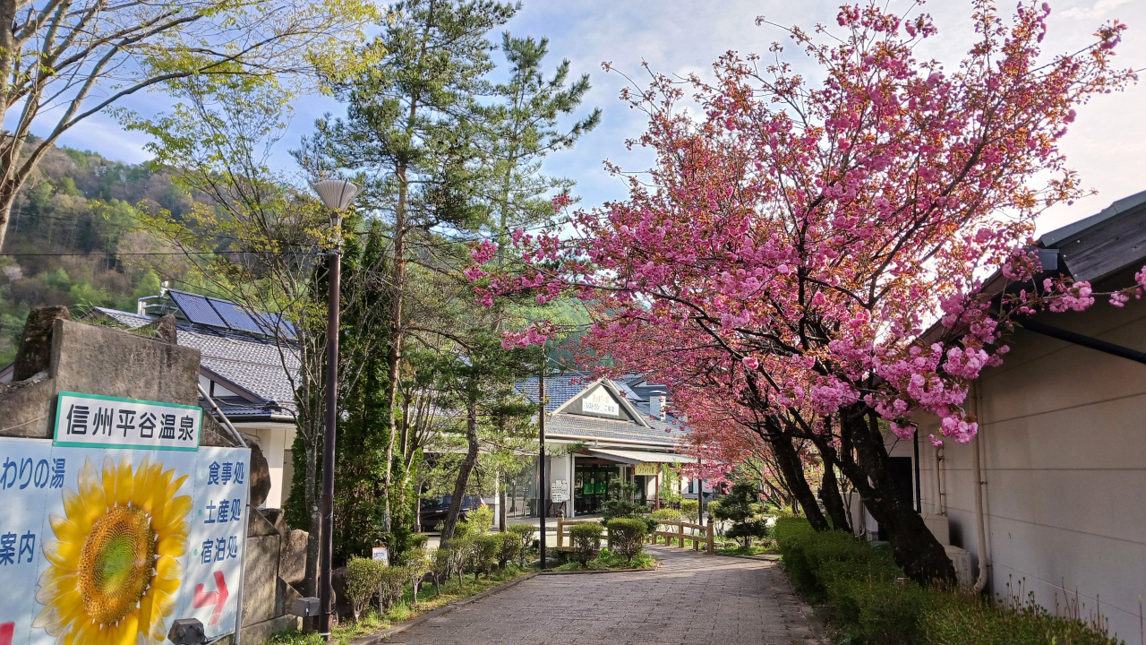 道の駅信州平谷の花桃