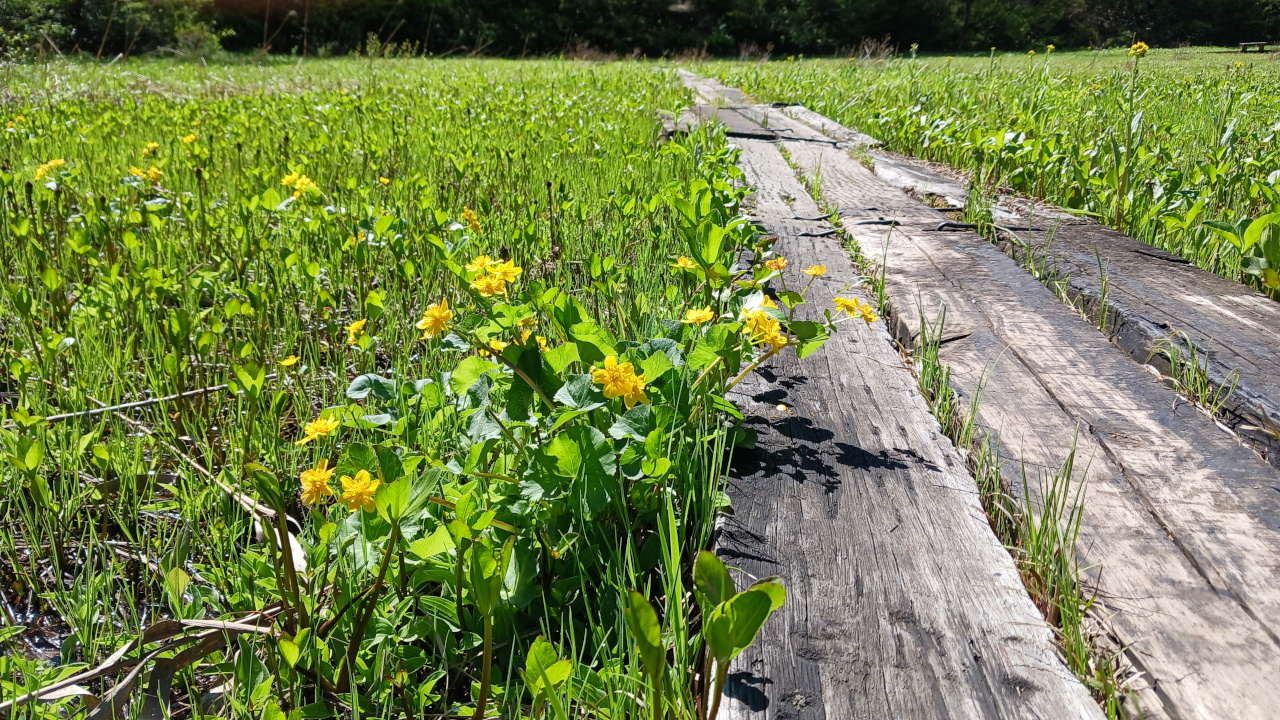 リュウキンカ