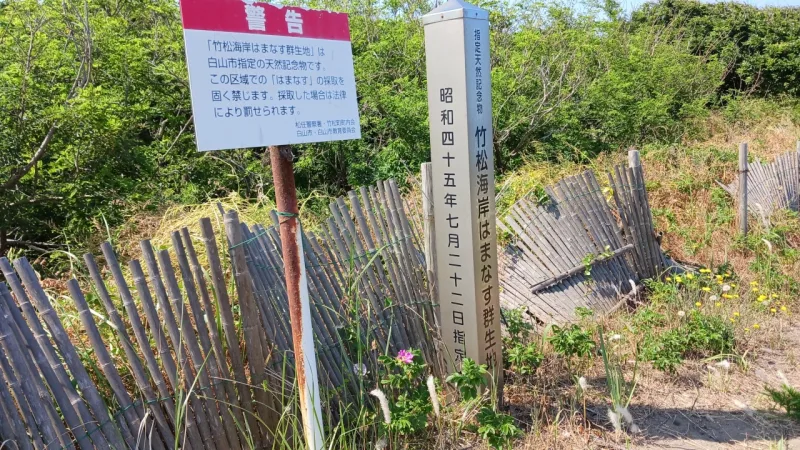 竹松海岸ハマナス群生地１