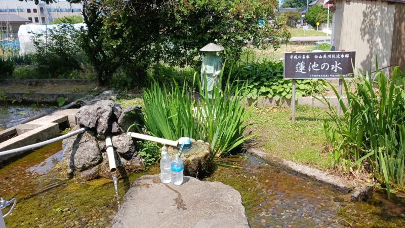 蓮池の水