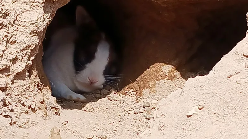 昼寝中のうさぎ