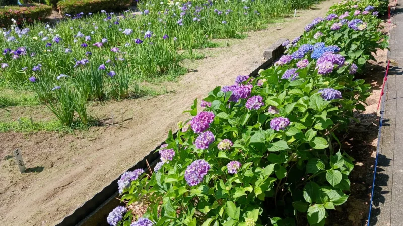 あじさいと花しょうぶ