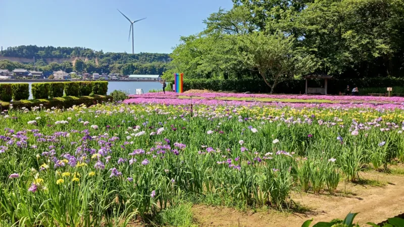 芝桜とどこでもドア