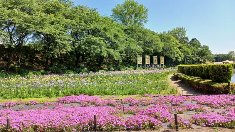 花しょうぶと芝桜