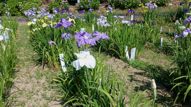 花しょうぶ