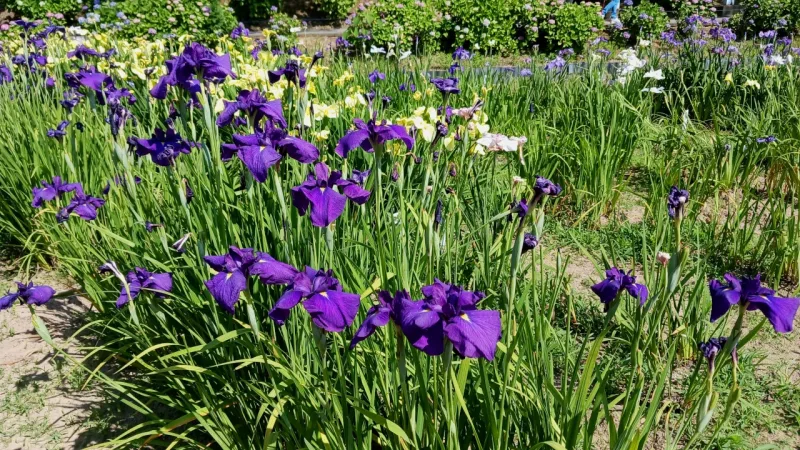 花しょうぶ