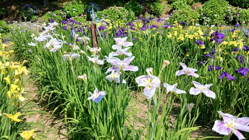 花しょうぶ