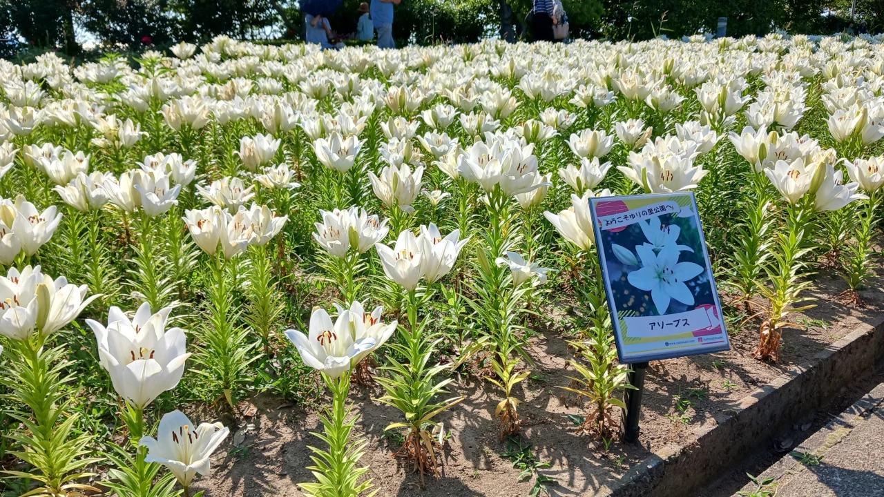 ゆりの里公園