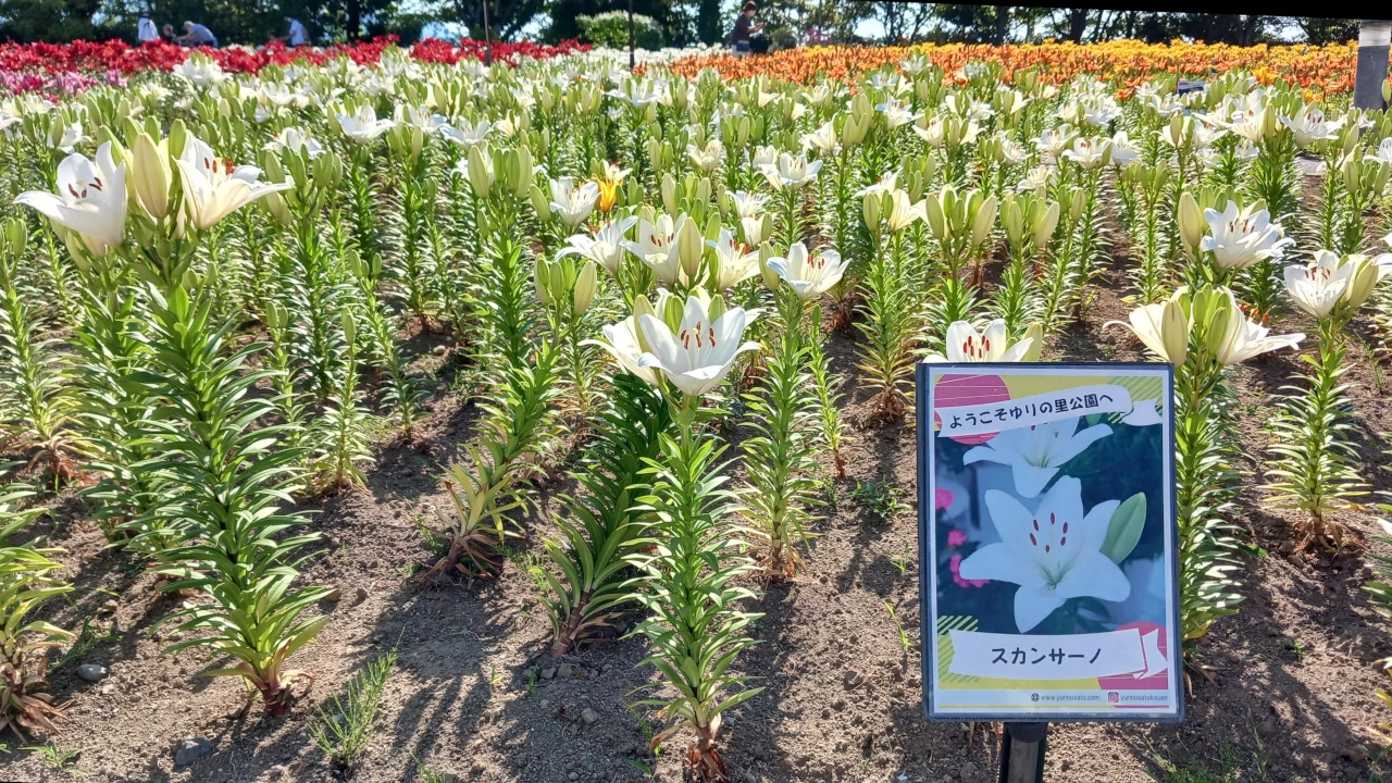 ゆりの里公園