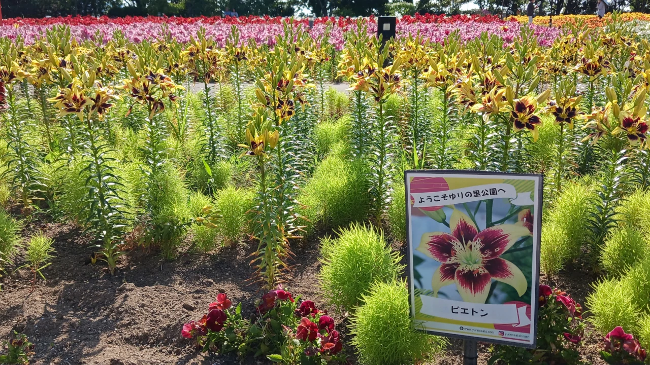 ゆりの里公園