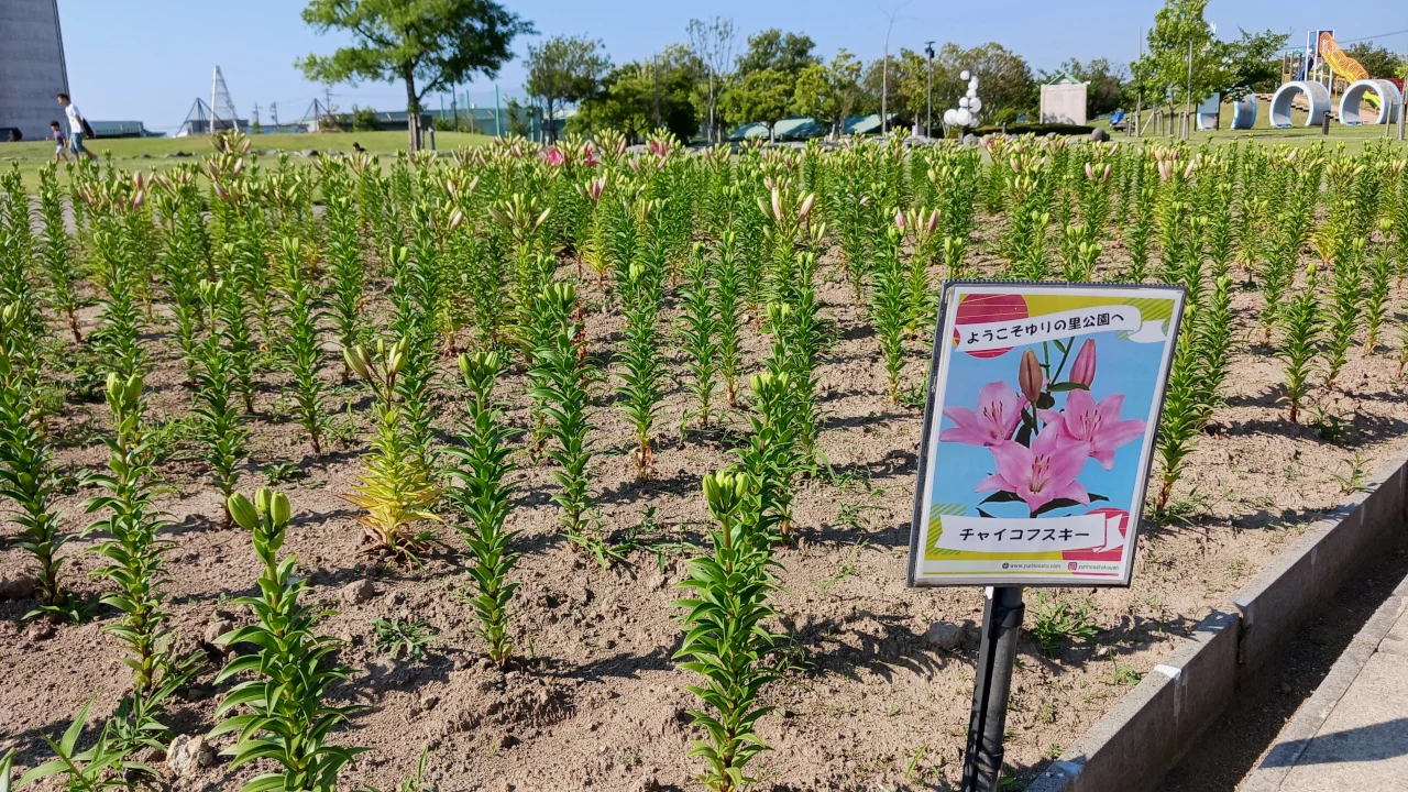 ゆりの里公園