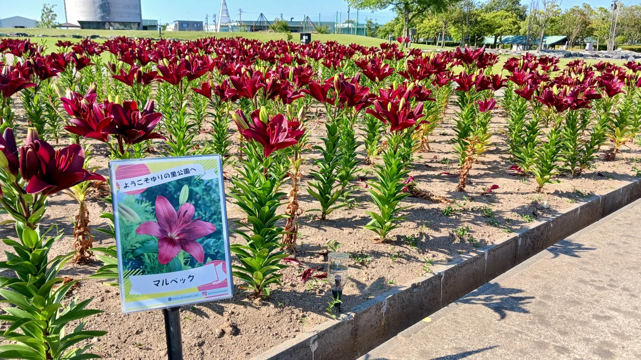 ゆりの里公園