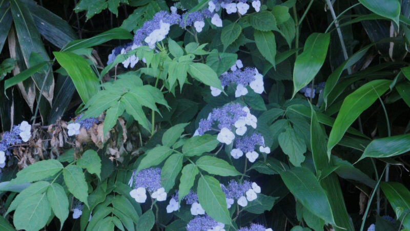 道端に咲いていた紫陽花