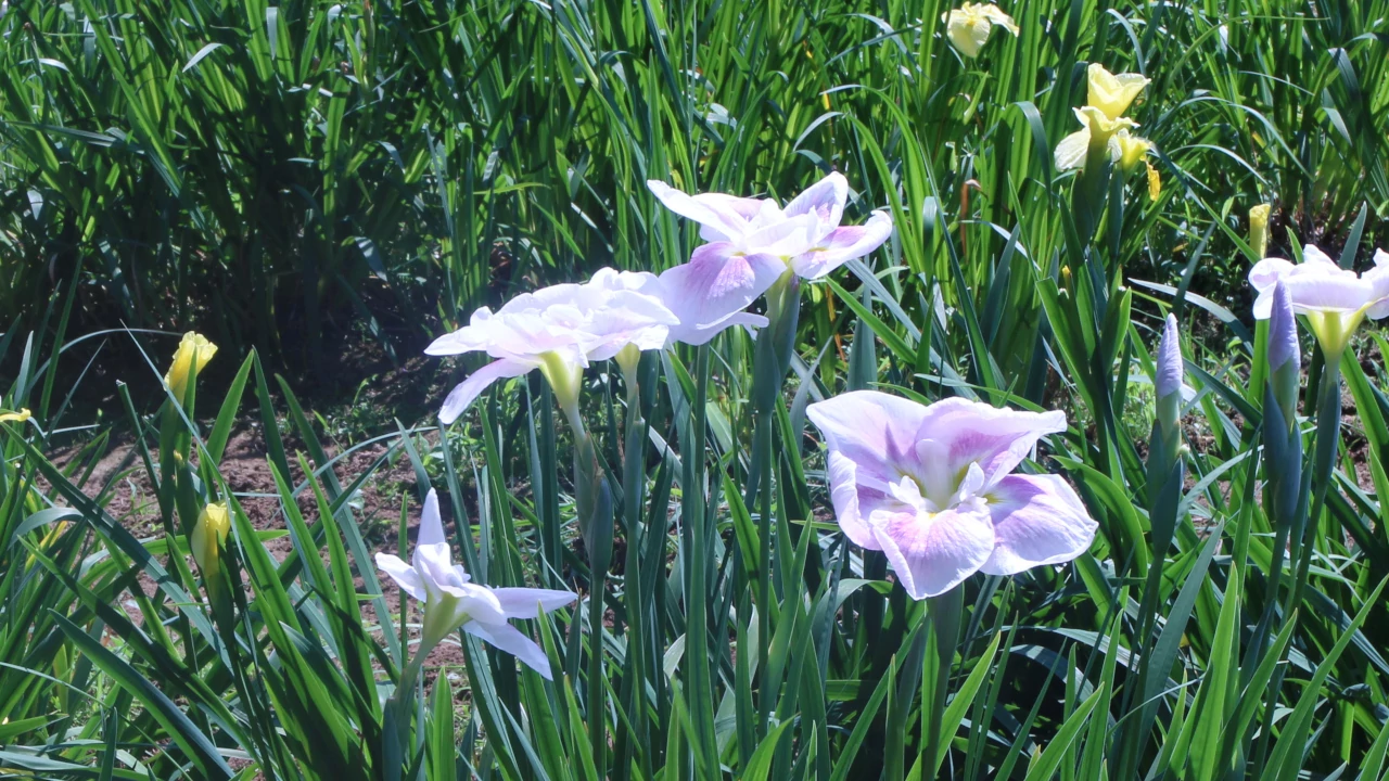 花しょうぶ