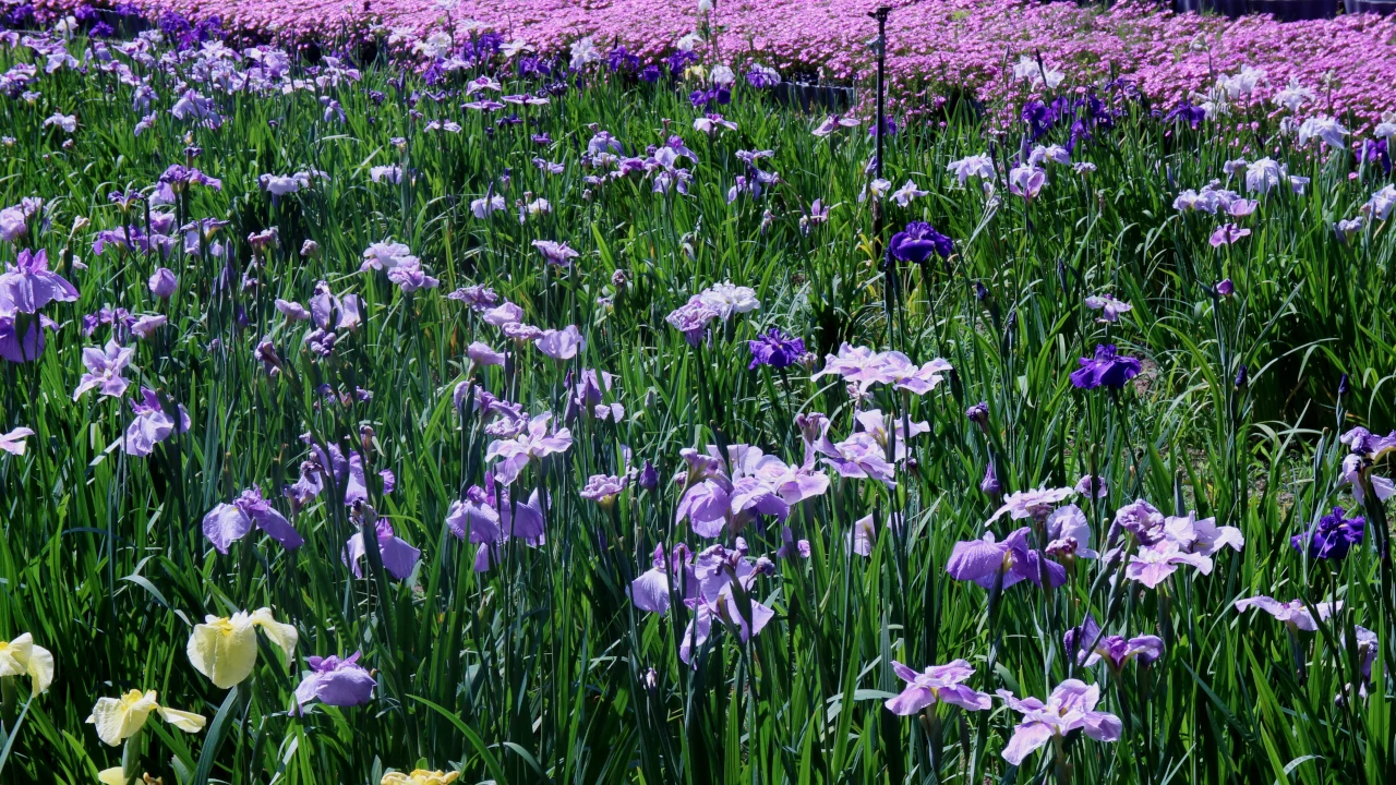 花しょうぶ