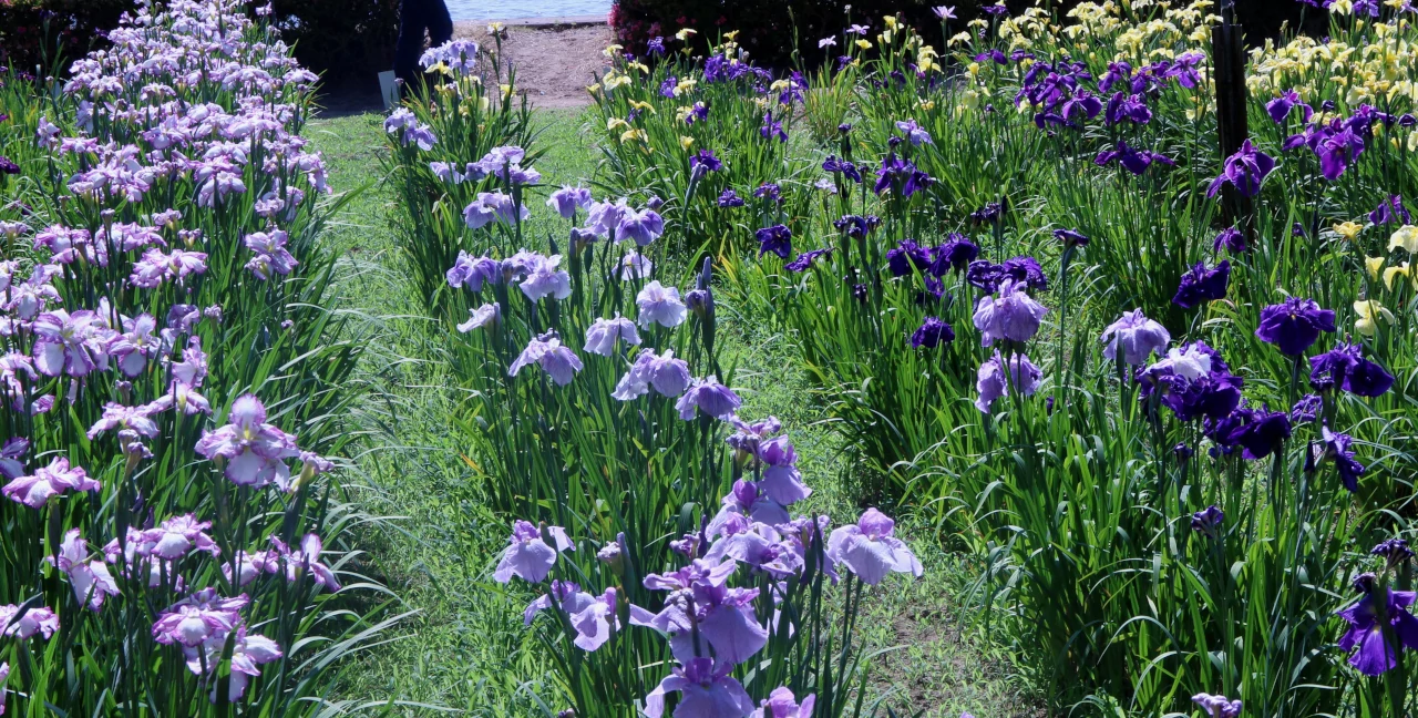 花しょうぶ