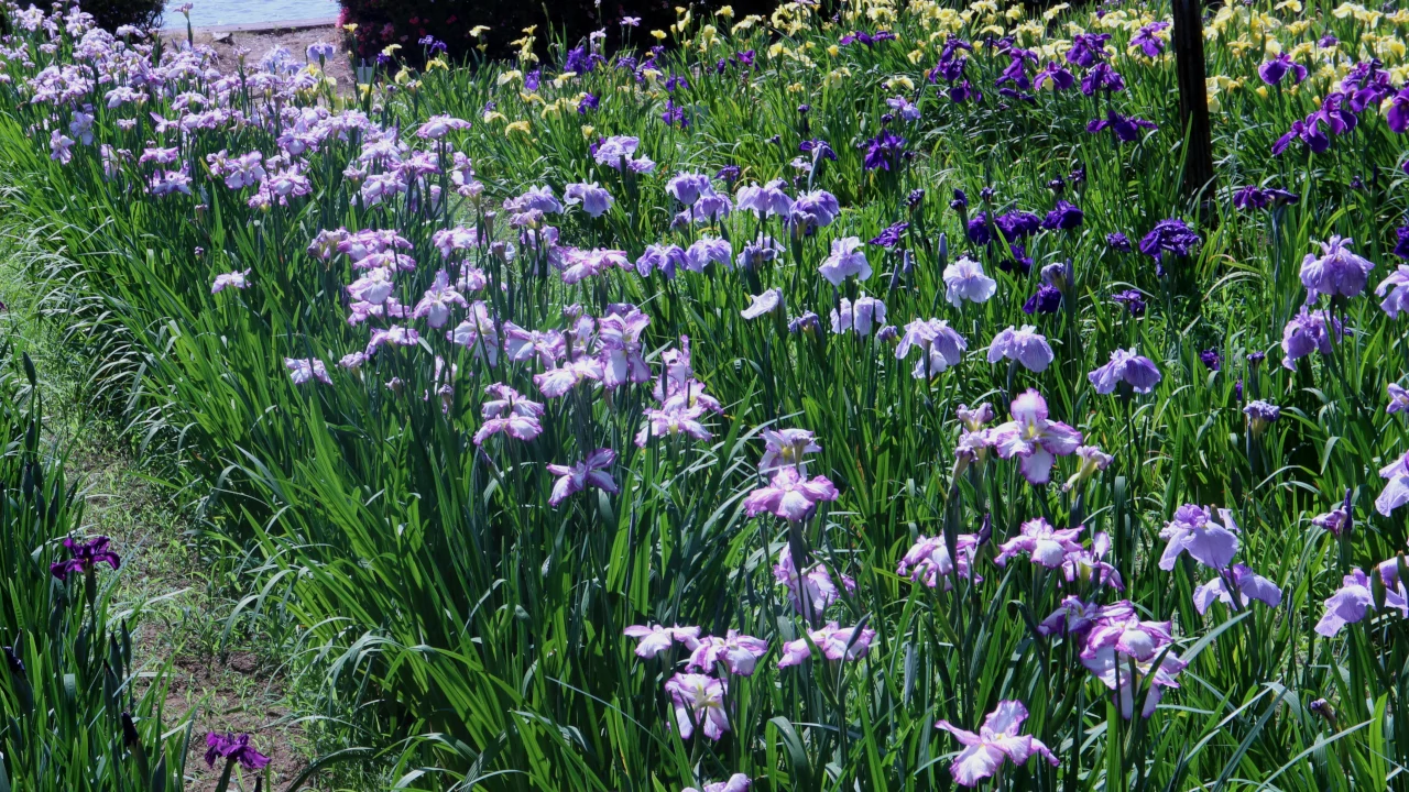 花しょうぶ