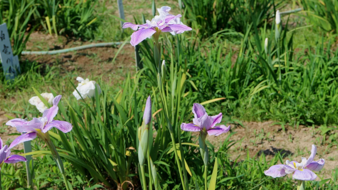 花しょうぶ