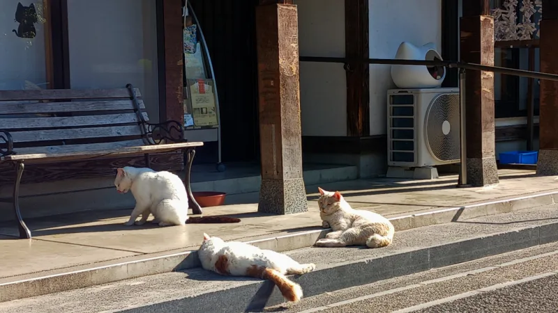 猫寺のネコ