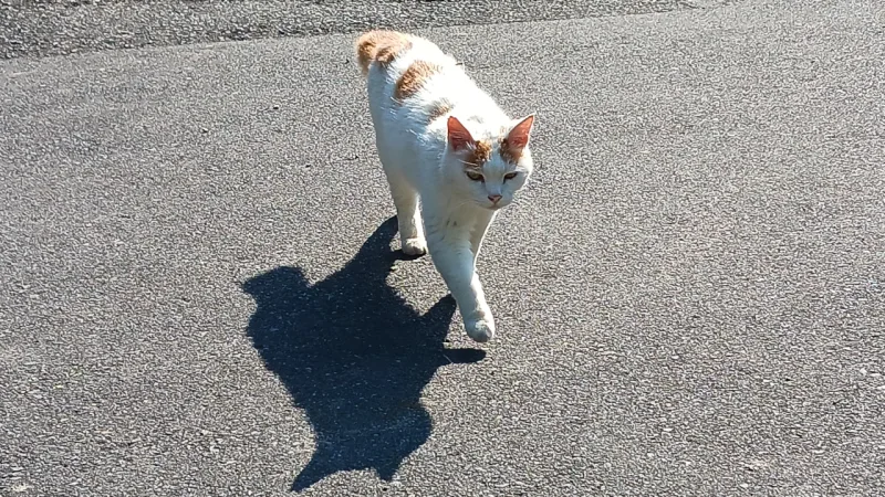 猫寺のネコ