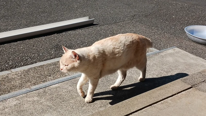 猫寺のネコ