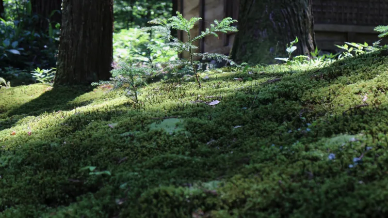 苔と杉の赤ちゃん