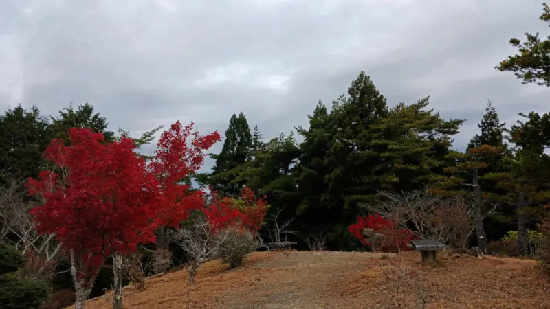 いちいの庭周辺