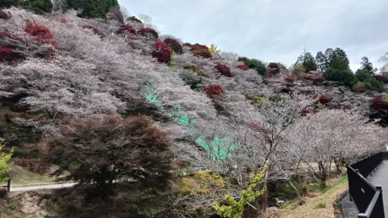 四季桜の里