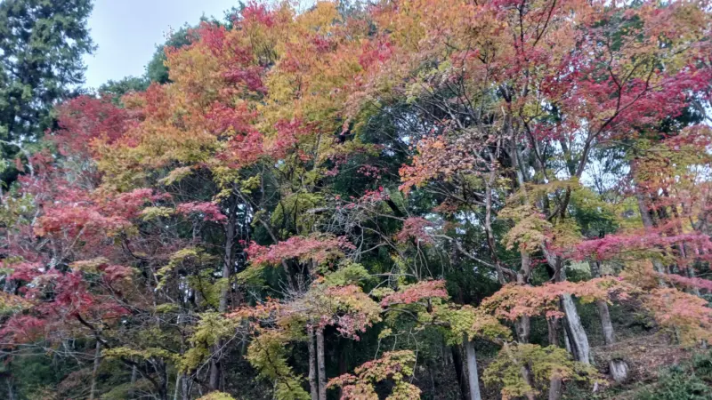 四季桜の里