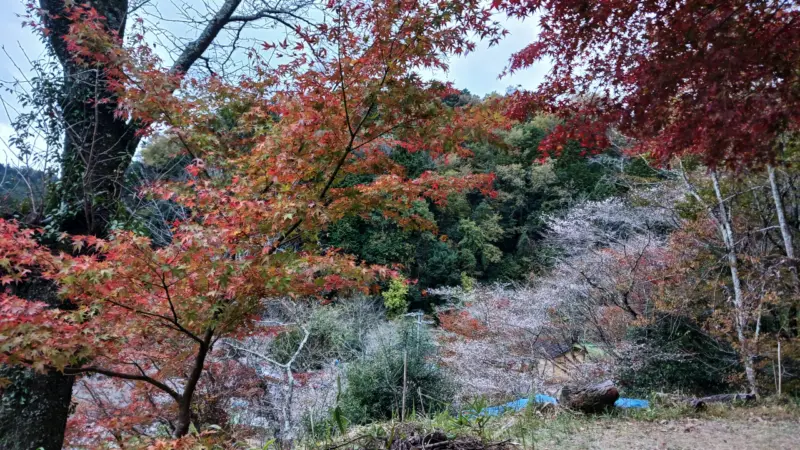 四季桜の里