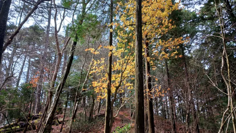 きららの森の紅葉