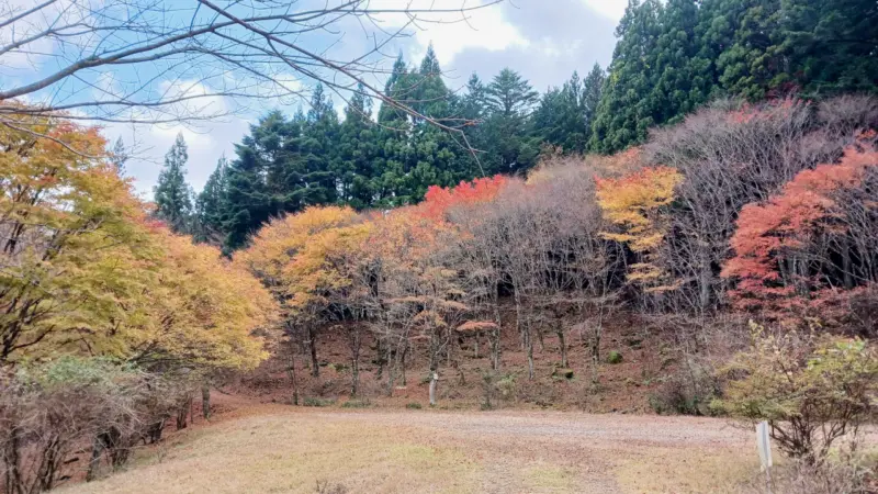 一番紅葉がきれいだった広場です