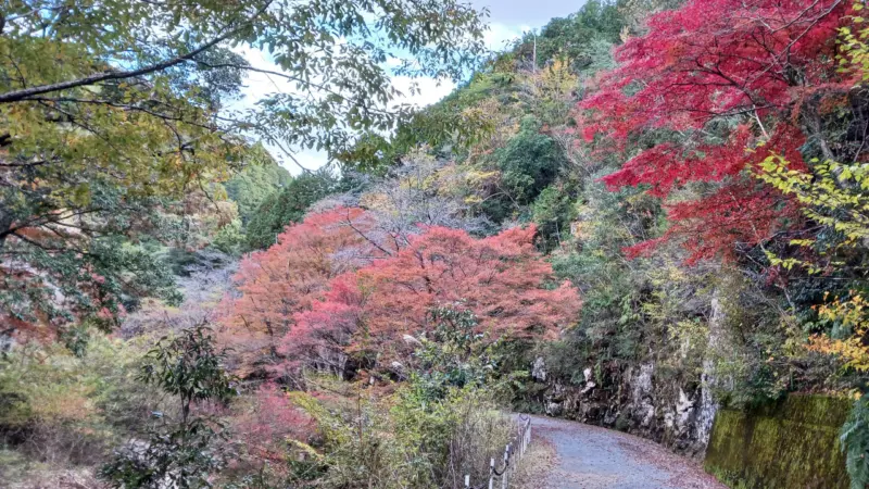 県民の森の紅葉