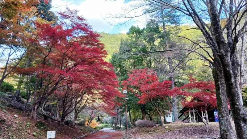 県民の森の紅葉