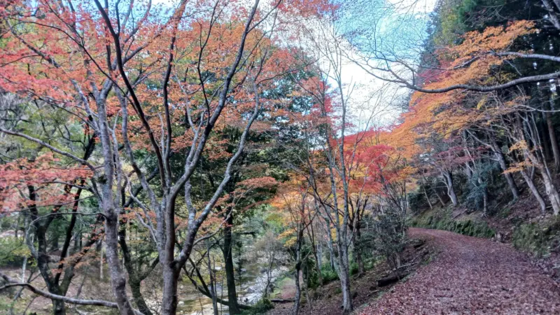 県民の森の紅葉