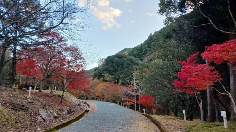 愛知県民の森紅葉