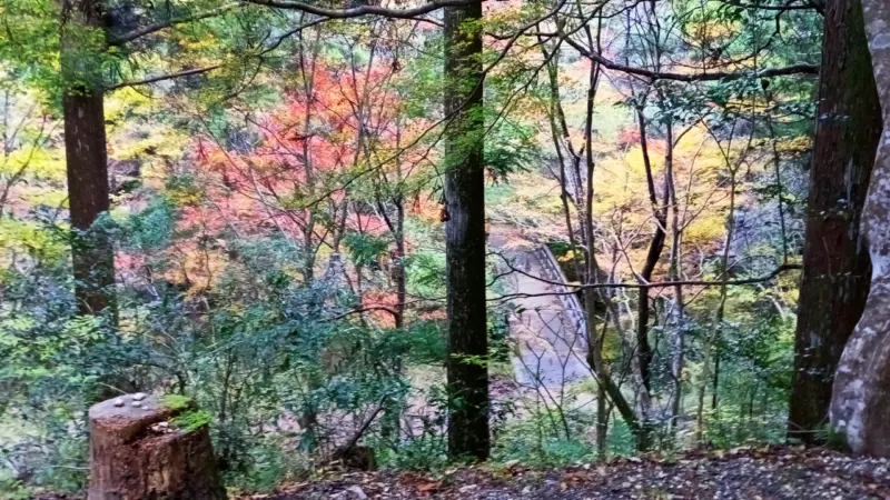 愛知県民の森紅葉