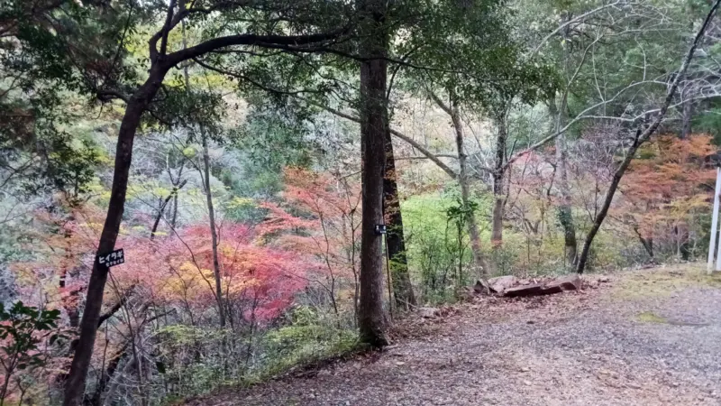 愛知県民の森紅葉