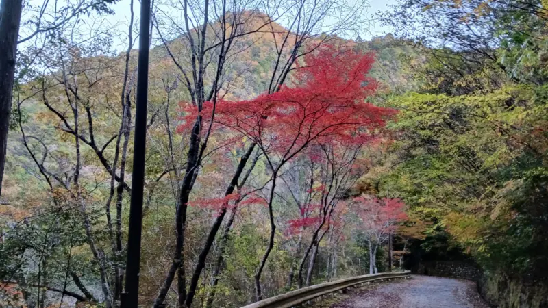 愛知県民の森紅葉