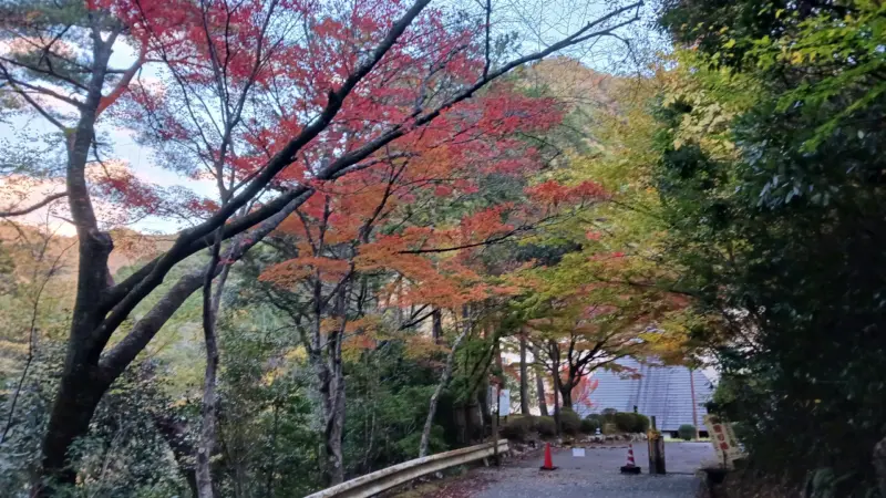 愛知県民の森紅葉