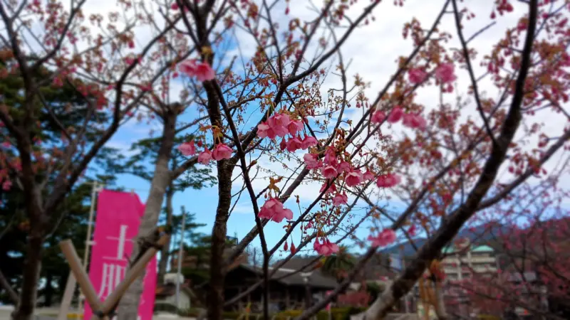 土肥桜