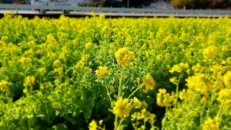 八木沢の菜の花畑