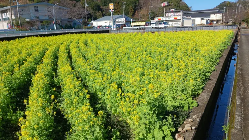 八木沢の菜の花畑