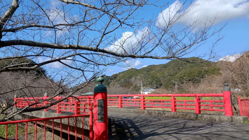 菜の花畑横の河津桜