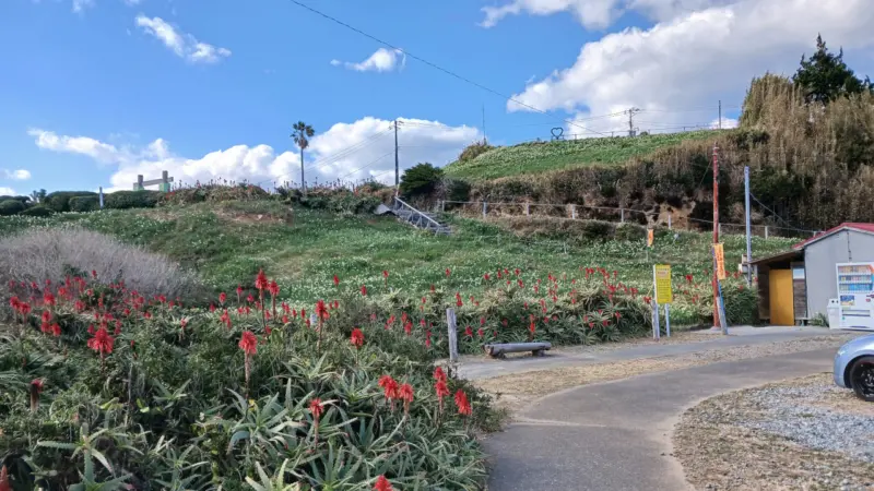 爪木崎アロエの花と水仙