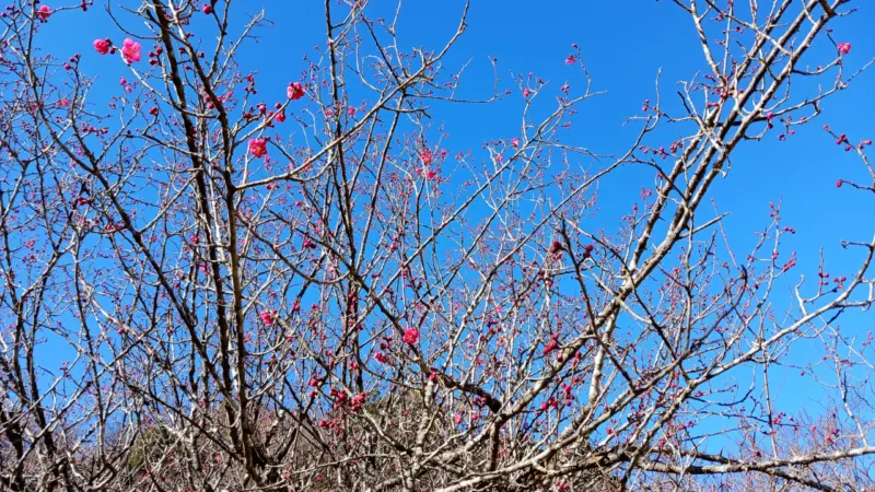 梅林の紅梅