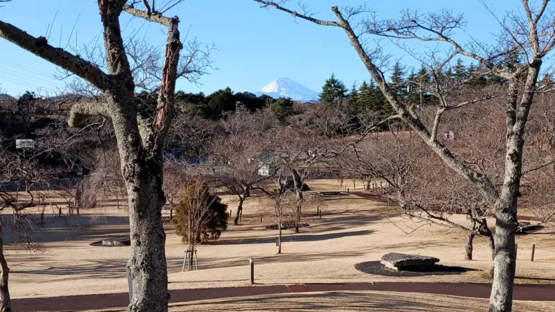 さくらの里からの富士山