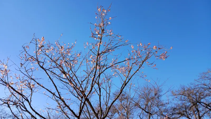 さくらの里の桜