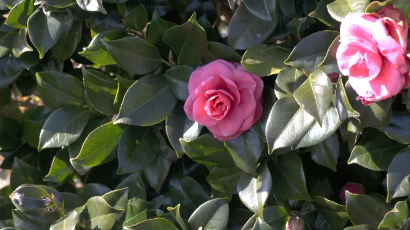 爪木崎の山茶花